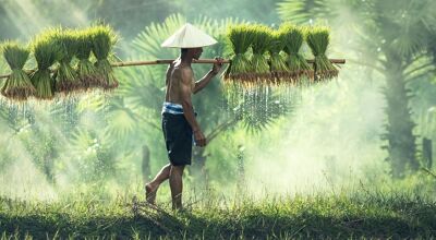 Muang Sing Rice-field and Farm